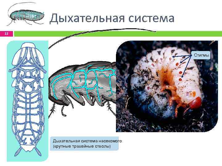 Дыхательная система 22 Стигмы Дыхательная система насекомого (крупные трахейные стволы) 