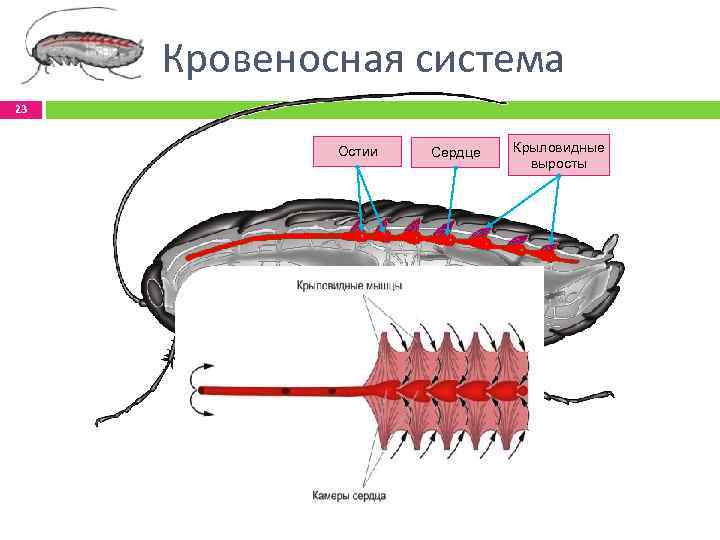 Кровеносная система 23 Остии Сердце Крыловидные выросты 