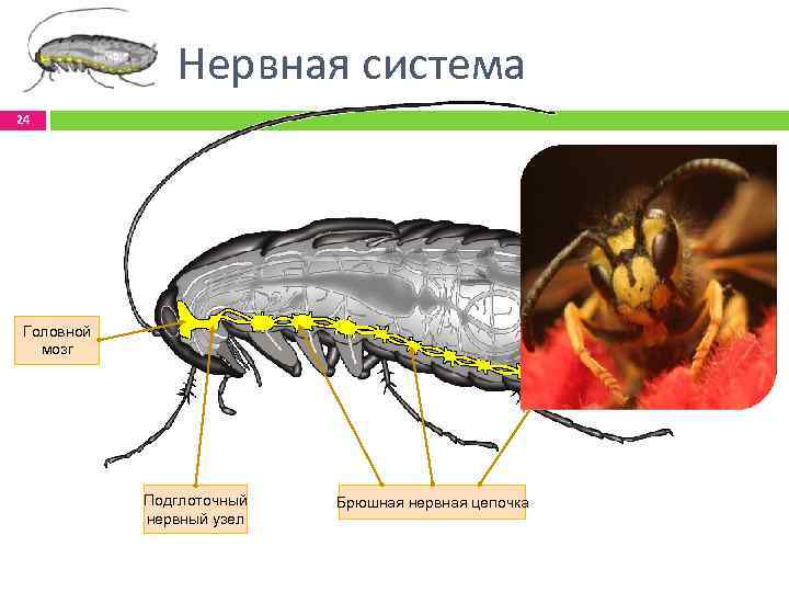 Нервная система 24 Головной мозг Подглоточный нервный узел Брюшная нервная цепочка 