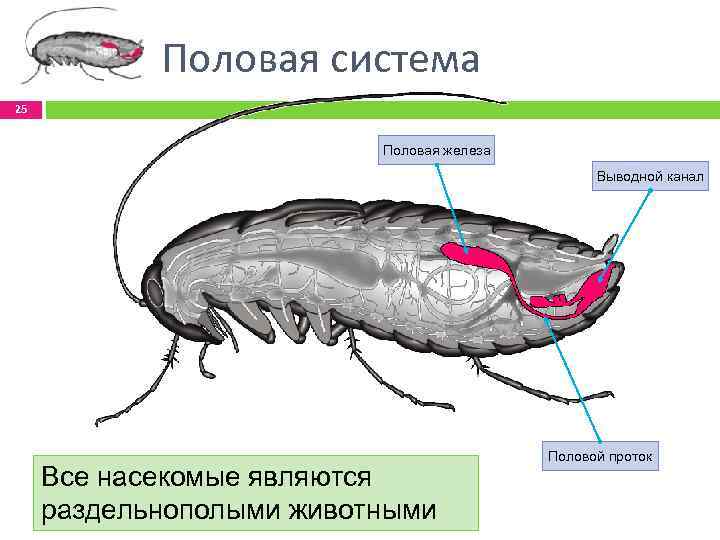 Половая система 25 Половая железа Выводной канал Все насекомые являются раздельнополыми животными Половой проток