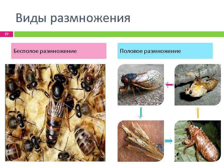 Виды размножения 29 Бесполое размножение Половое размножение 