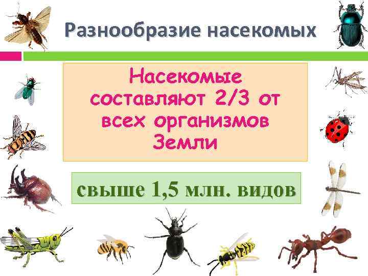 Разнообразие насекомых Насекомые составляют 2/3 от всех организмов Земли свыше 1, 5 млн. видов