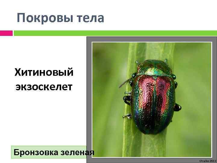 Какой тип развития характерен для бронзовки обыкновенной изображенной на рисунке