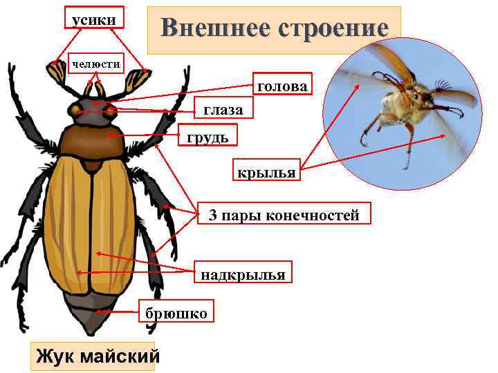 усики Внешнее строение челюсти голова глаза грудь крылья 3 пары конечностей надкрылья брюшко Жук