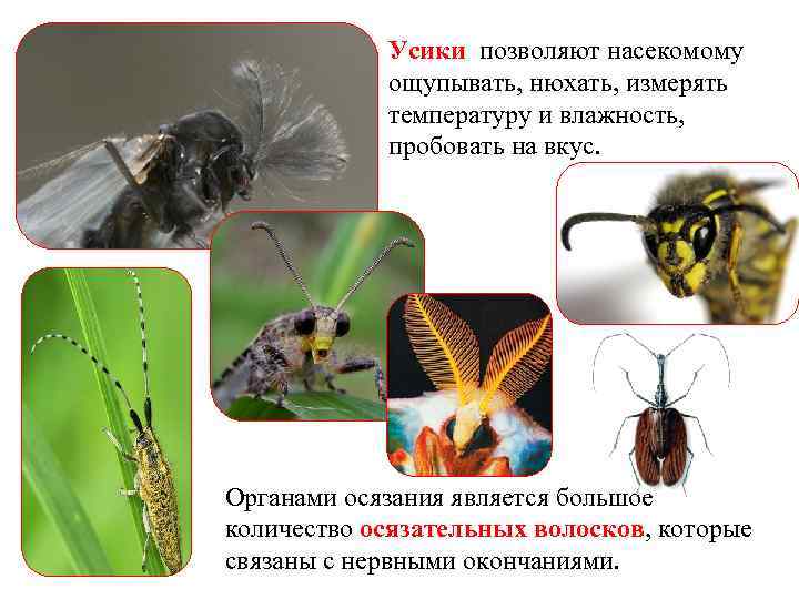 Усики позволяют насекомому ощупывать, нюхать, измерять температуру и влажность, пробовать на вкус. Органами осязания