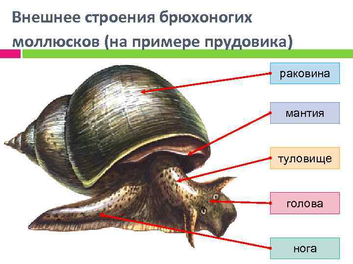 Внешнее строение моллюсков. Строение прудовика обыкновенного. Внешнее строение раковины прудовика. Внешнее строение раковины брюхоногих моллюсков. Внешнее строение прудовика обыкновенного.