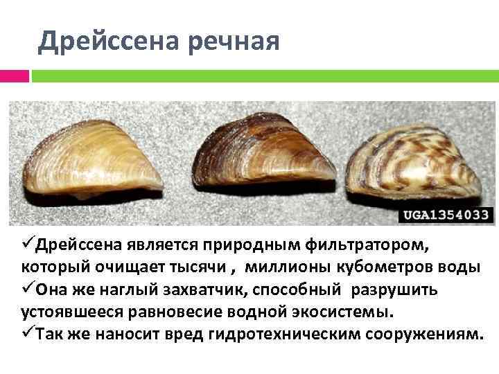 Дрейссена речная üДрейссена является природным фильтратором, который очищает тысячи , миллионы кубометров воды üОна