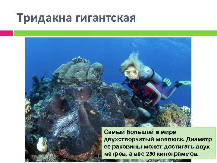 Тридакна гигантская Самый большой в мире двухстворчатый моллюск. Диаметр ее раковины может достигать двух