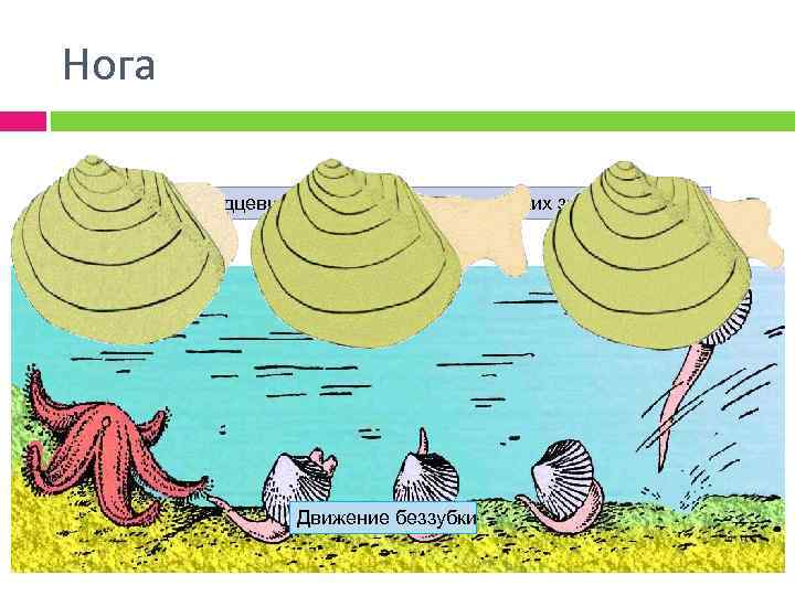 Беззубка движение. Движение беззубки. Схема развития беззубки. Схема передвижения беззубки. Жизненный цикл беззубки схема.