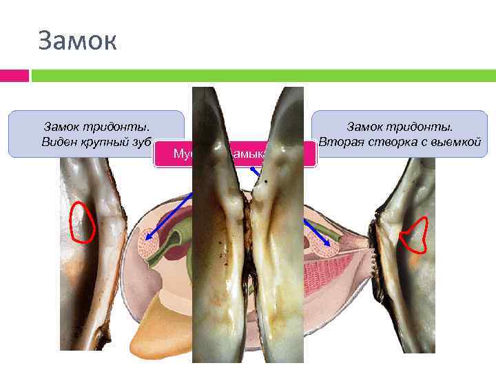 Замок тридонты. Виден крупный зуб Мускулы замыкатели Замок тридонты. Вторая створка с выемкой 