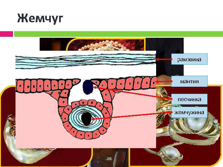 Жемчуг раковина мантия песчинка жемчужина 