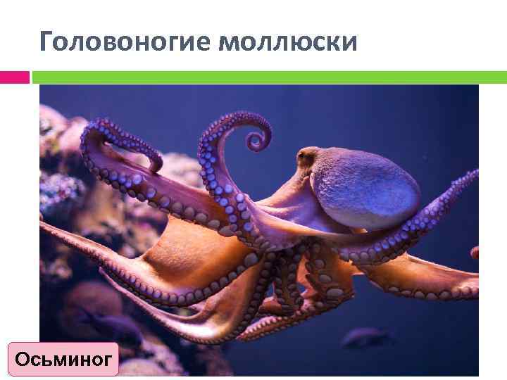 Головоногие моллюски Осьминог 