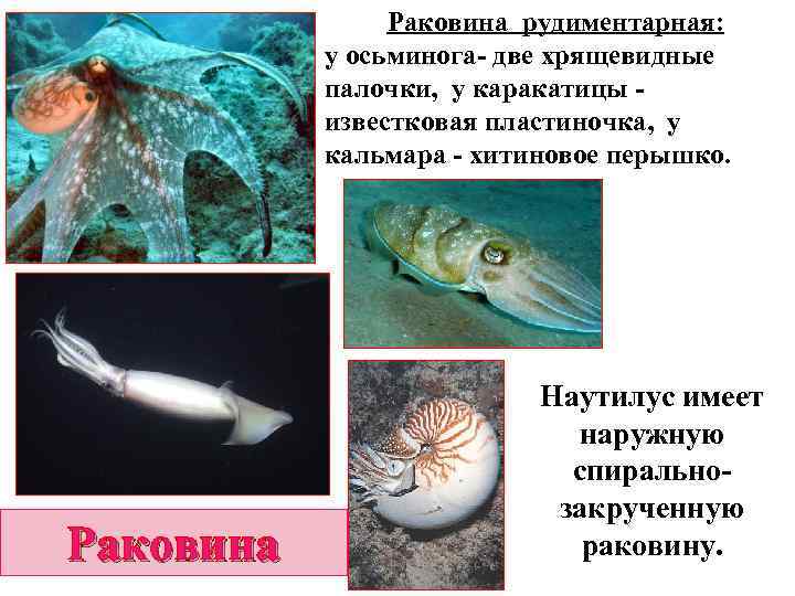 Раковина рудиментарная: у осьминога- две хрящевидные палочки, у каракатицы известковая пластиночка, у кальмара -
