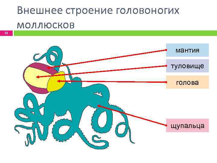 Строение головоногих моллюсков