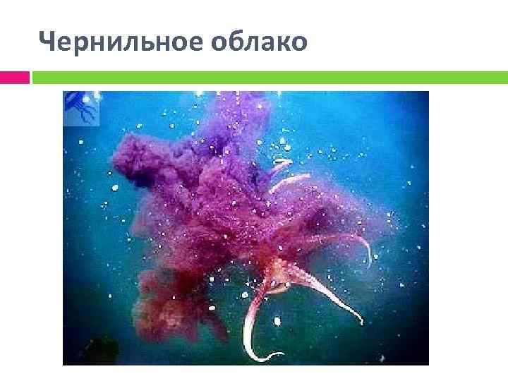 Чернильное облако 