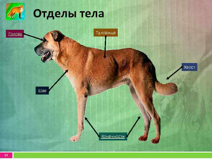 Отделы тела Туловище Голова Хвост Шея Конечности 14 