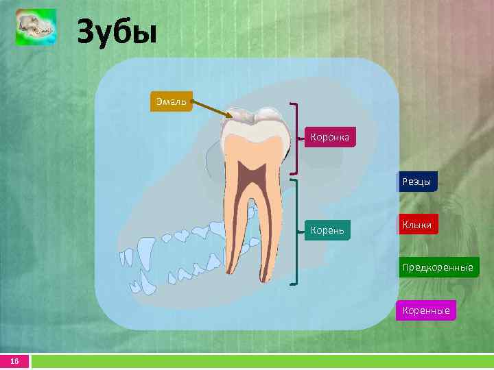 Зубы Эмаль Коронка Резцы Корень Клыки Предкоренные Коренные 16 