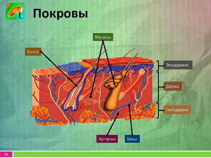 Покровы Железы Волос Эпидермис Дерма Гиподерма Артерии 18 Вены 