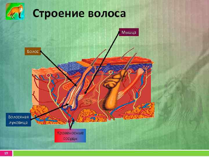 Строение волоса Мышца Волосяная луковица Кровеносные сосуды 19 