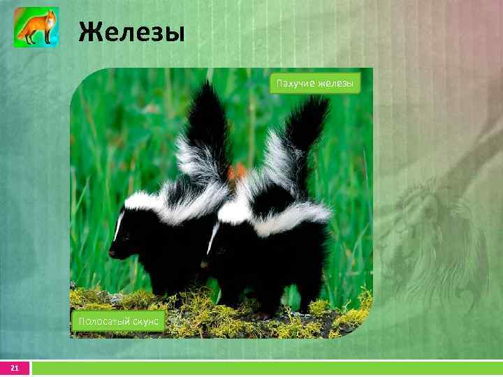 Железы Потовая железа Домашняя свинья Полосатый скунс 21 Млечные Сальная Пахучие железы железа 