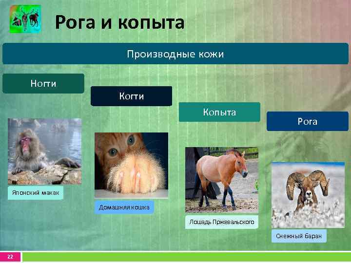 Рога и копыта Производные кожи Ногти Копыта Рога Японский макак Домашняя кошка Лошадь Пржевальского