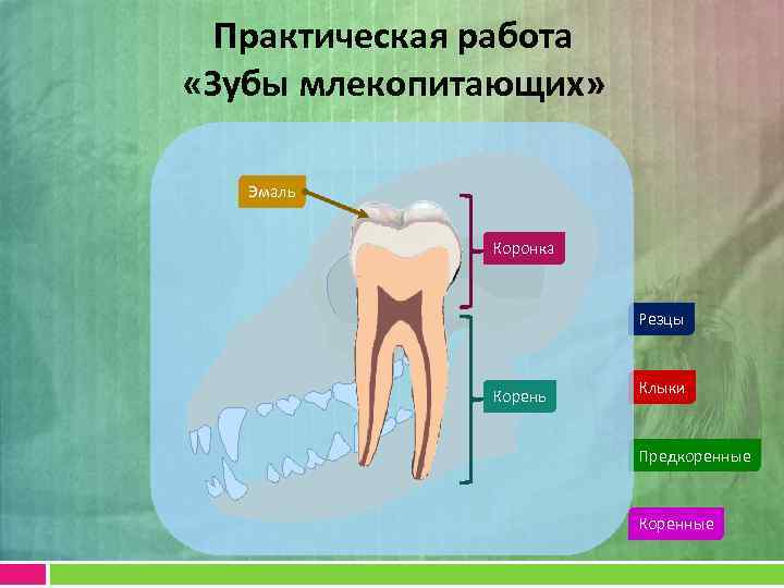 Практическая работа исследование зубной системы млекопитающих. Строение зуба млекопитающих. Части зуба у млекопитающих. Группы зубов у млекопитающих. Зубная система млекопитающих.