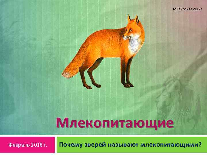 Млекопитающие Февраль 2018 г. Почему зверей называют млекопитающими? 