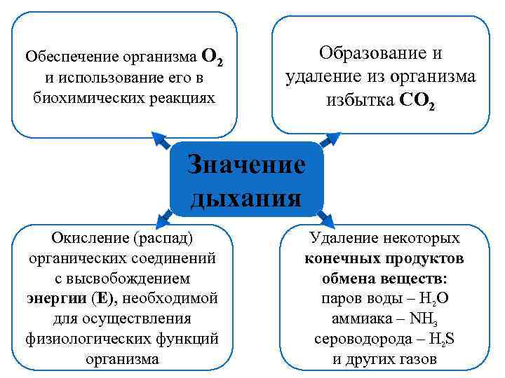 Какое значение для организма имеет