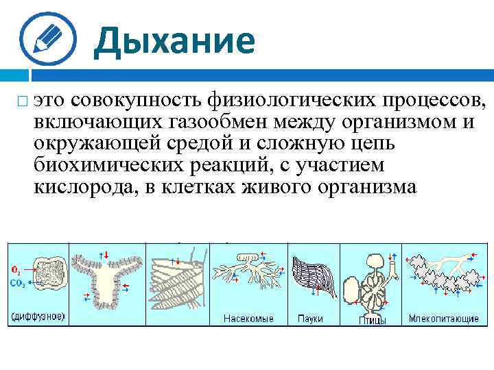 Дыхание это совокупность физиологических процессов, включающих газообмен между организмом и окружающей средой и сложную