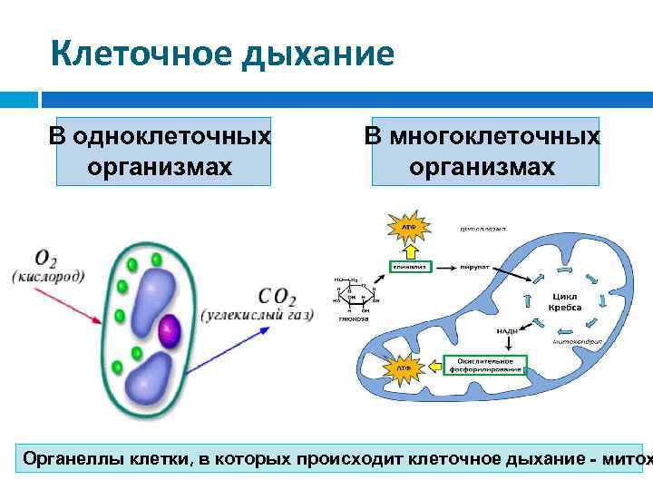 Клеточное дыхание В одноклеточных организмах В многоклеточных организмах Органеллы клетки, в которых происходит клеточное