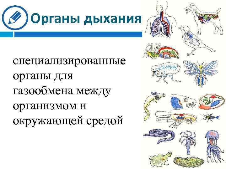 Органы дыхания специализированные органы для газообмена между организмом и окружающей средой 