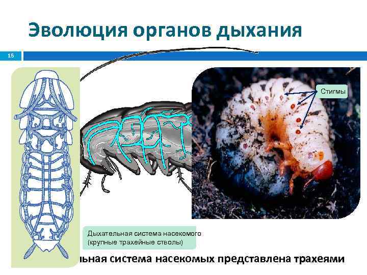 Эволюция органов дыхания 16 Стигмы Дыхательная система насекомого (крупные трахейные стволы) Дыхательная система насекомых