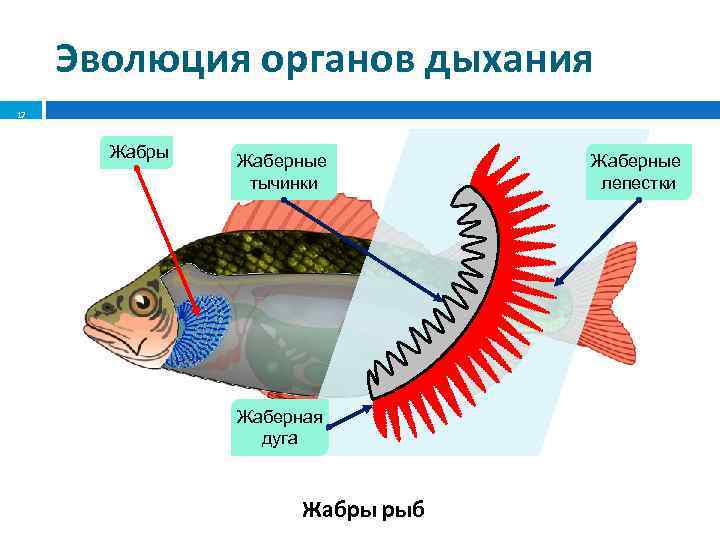 Система трубчатых жабр варфрейм где добыть