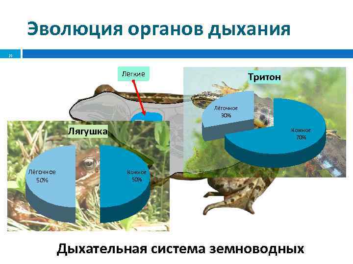 Эволюция органов дыхания 19 Легкие Тритон Лёгочное 30% Лягушка Лёгочное 50% Кожное 70% Кожное