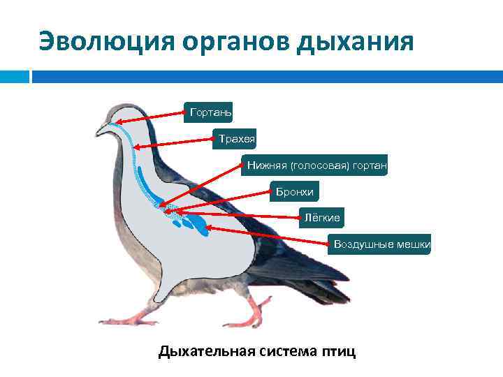 Эволюция органов дыхания Гортань Трахея Нижняя (голосовая) гортань Бронхи Лёгкие Воздушные мешки Дыхательная система