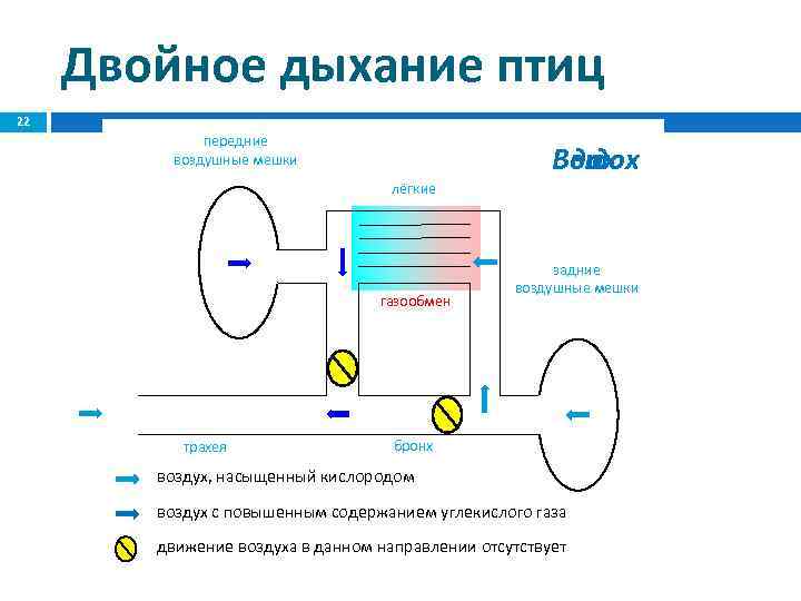 Схема процесса двойного дыхания птицы