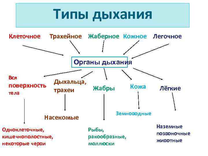 Классы животных дыхательной системы. Типы дыхания клеточное кожное трахейное жаберное легочное. Типы дыхания биология 6 класс таблица. Типы дыхания схема. Типы дыхания у животных.