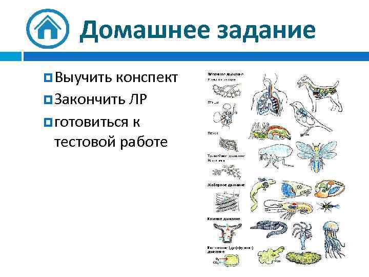 Домашнее задание Выучить конспект Закончить ЛР готовиться к тестовой работе 