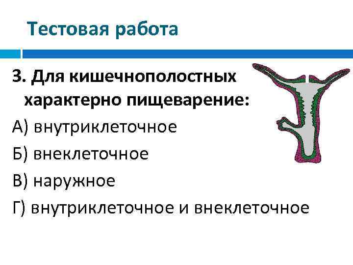 Тестовая работа 4 3. Для кишечнополостных характерно пищеварение: А) внутриклеточное Б) внеклеточное В) наружное