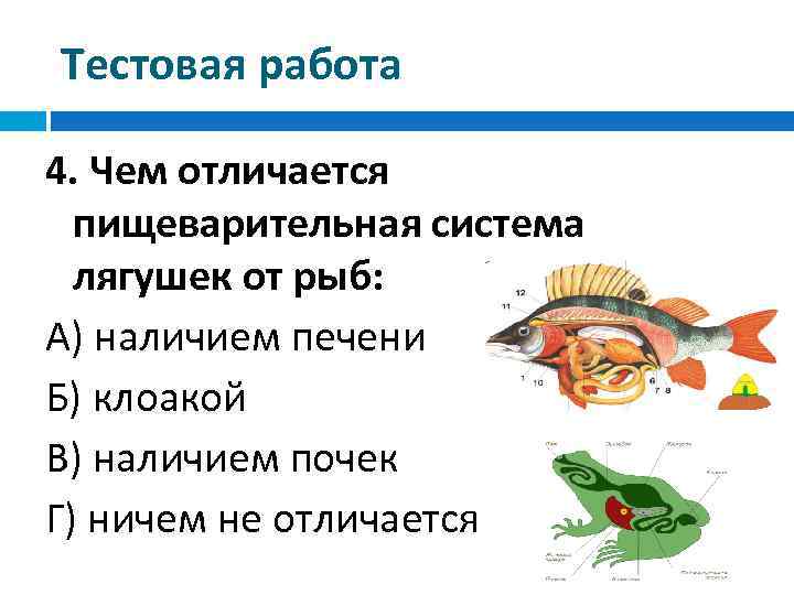 Чем отличается человек от лягушек