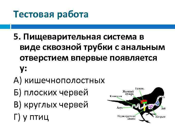 Тестовая работа 5. Пищеварительная система в виде сквозной трубки с анальным отверстием впервые появляется