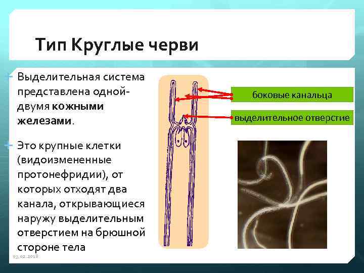 Тип Круглые черви Выделительная система представлена однойдвумя кожными железами. Это крупные клетки (видоизмененные протонефридии),