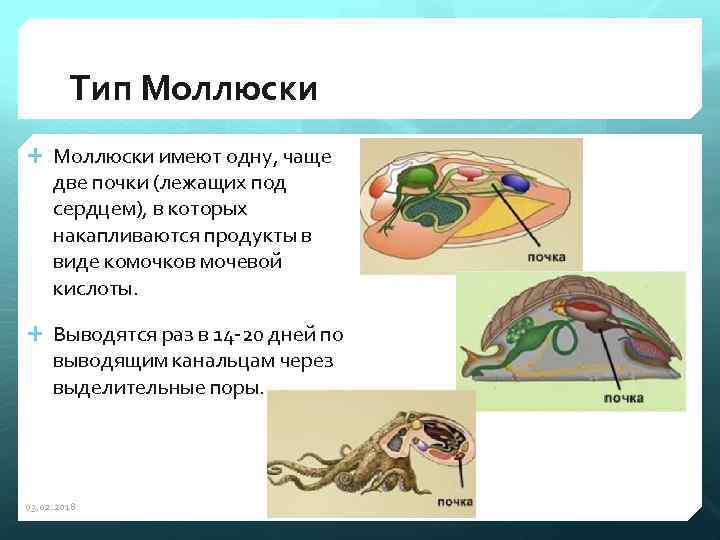 Тип Моллюски имеют одну, чаще две почки (лежащих под сердцем), в которых накапливаются продукты