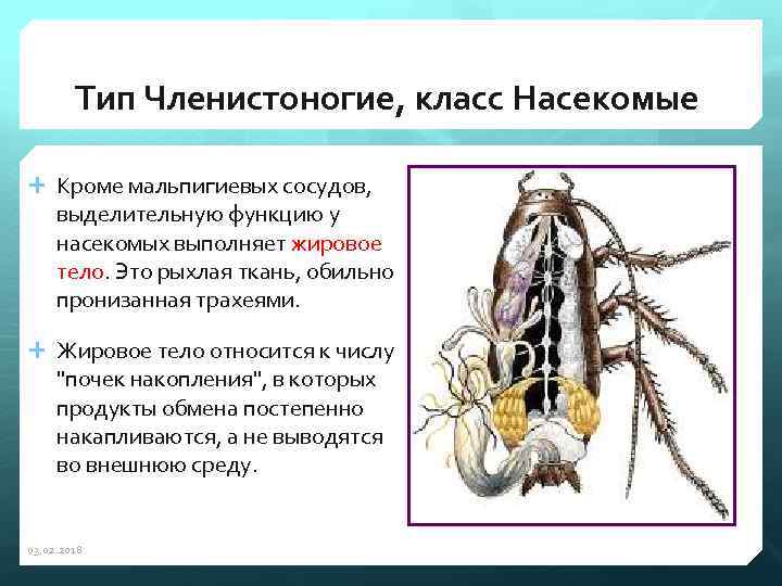 Тип Членистоногие, класс Насекомые Кроме мальпигиевых сосудов, выделительную функцию у насекомых выполняет жировое тело.