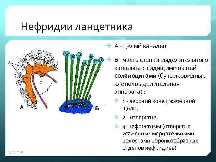 Нефридии ланцетника А - целый каналец Б - часть стенки выделительного канальца с сидящими