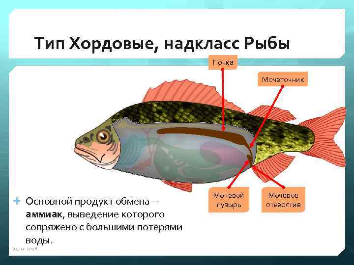 Почки у рыб. Мочевой пузырь у рыб. Какие почки у рыб. Видоизмененный плавательный пузырь. Основной продукт обмена у рыб.