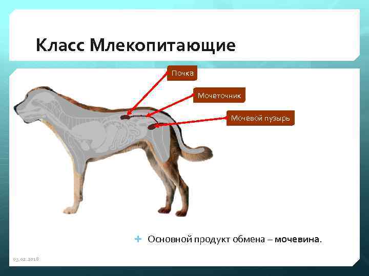 Класс Млекопитающие Почка Мочеточник Мочевой пузырь Основной продукт обмена – мочевина. 03. 02. 2018