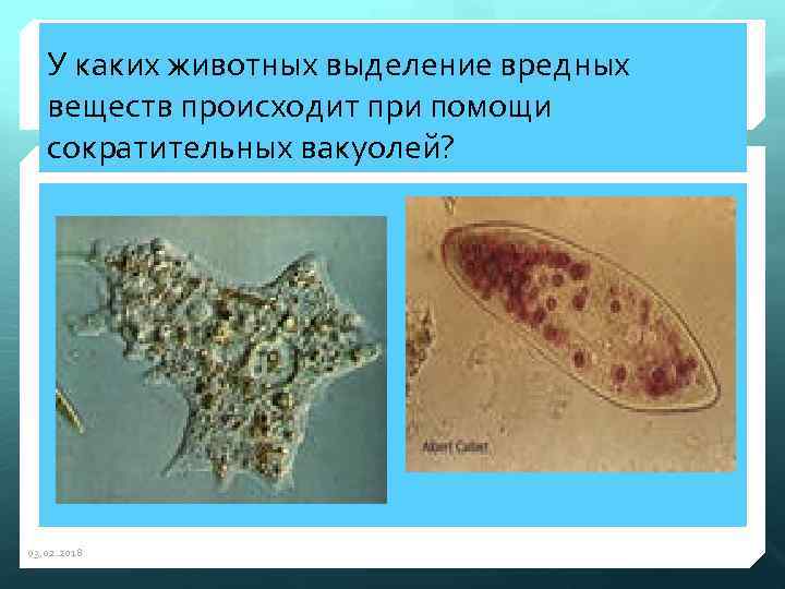 У каких животных выделение вредных веществ происходит при помощи сократительных вакуолей? 03. 02. 2018