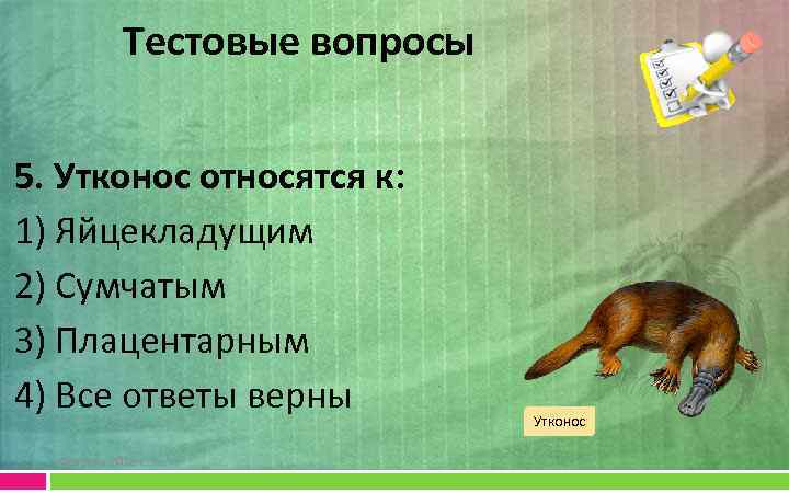 Тестовые вопросы 5. Утконос относятся к: 1) Яйцекладущим 2) Сумчатым 3) Плацентарным 4) Все