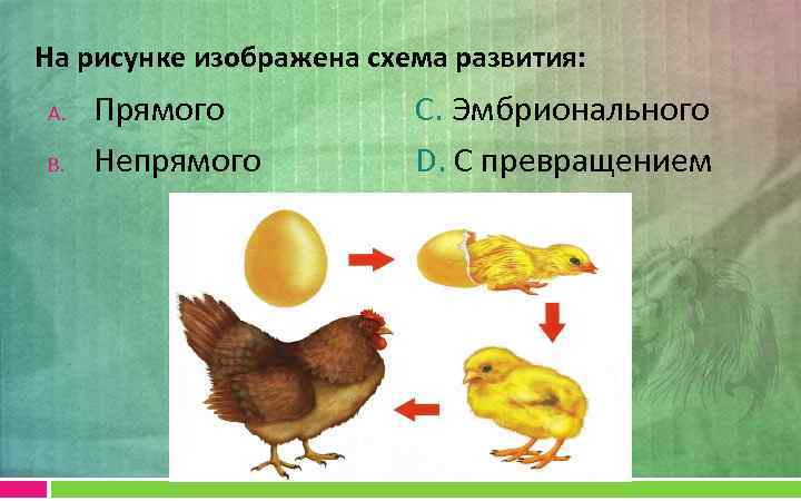 На рисунке изображена схема развития: A. B. Прямого Непрямого С. Эмбрионального D. С превращением